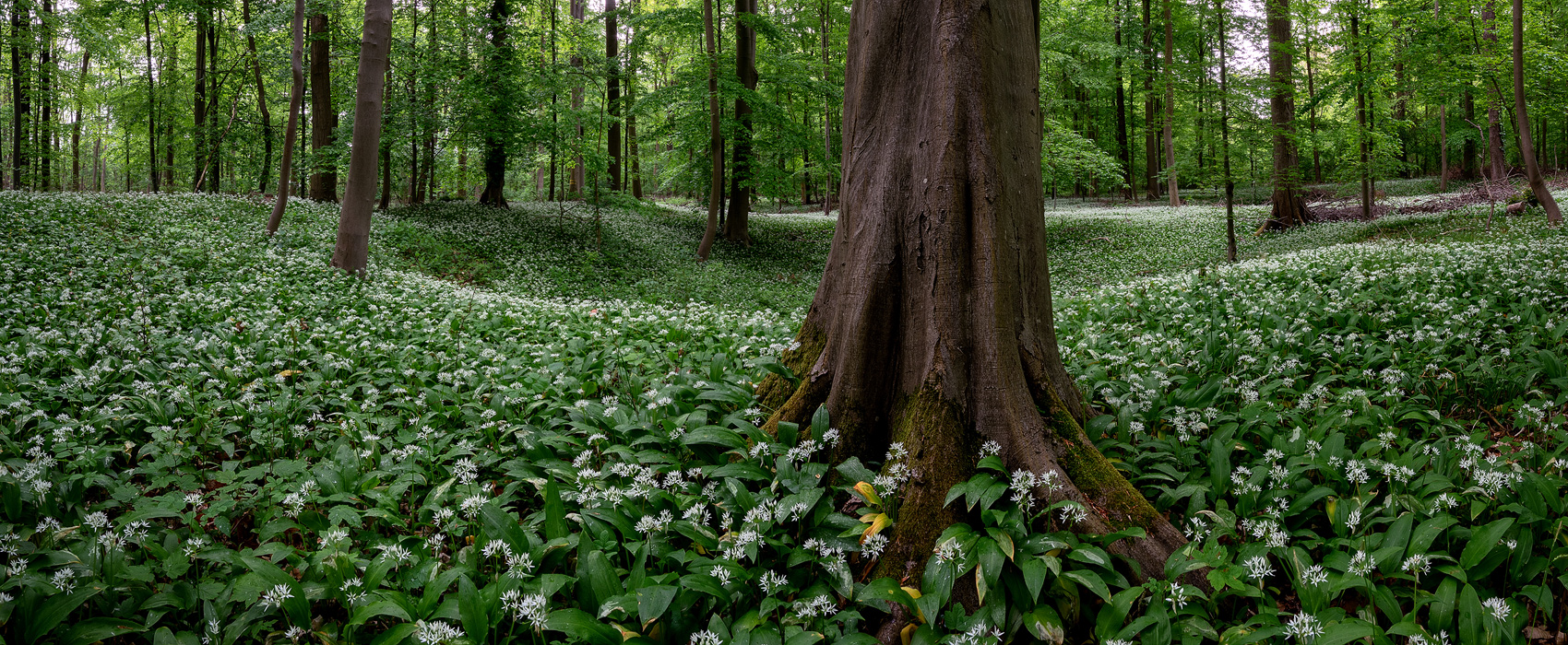 BAERLAUCHWALD_OHNE_LOGO