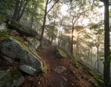 WEG DURCH DIE EICHEN