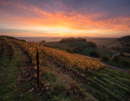 WEINBERGE IM HERBST