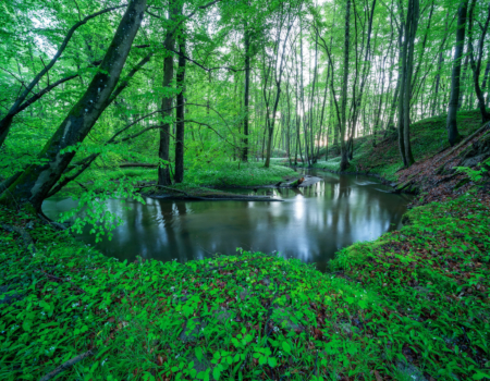 BACH IM FRUEHLINGSWALD