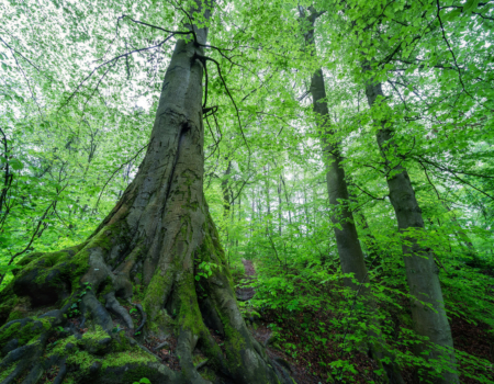 WEG DURCH DIE BUCHEN