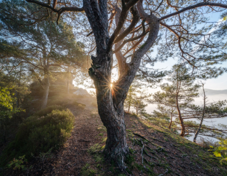 KIEFER IM SONNENLICHT